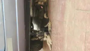 1-3 months Male Purebred German Shepherd