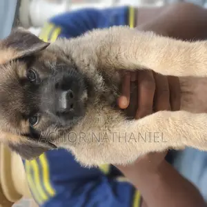 1-3 months Female Purebred German Shepherd