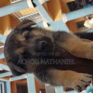 1-3 months Male Purebred German Shepherd