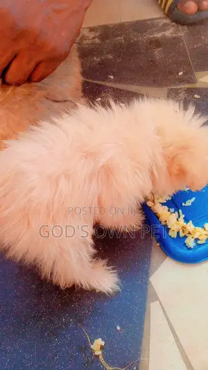 1-3 months Male Purebred Lhasa Apso