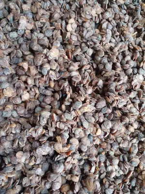 Dried Iru (Locust Beans)