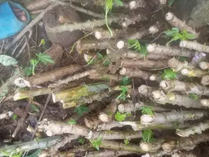 Cassava Stem for Sale