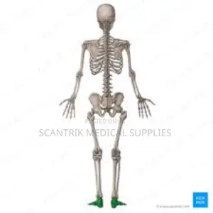 Skeletal System Model