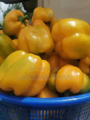 Bell Pepper(Mildred)