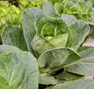 Cabbage Veggies