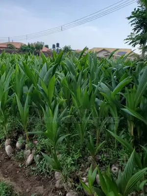 Hybrid Dwarf Coconut Seedlings