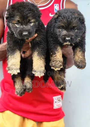 1-3 months Female Purebred Caucasian Shepherd