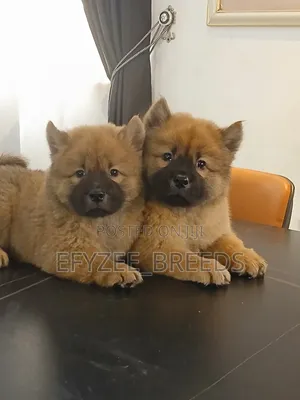 1-3 months Male Purebred Chow Chow