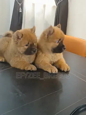 1-3 months Male Purebred Chow Chow