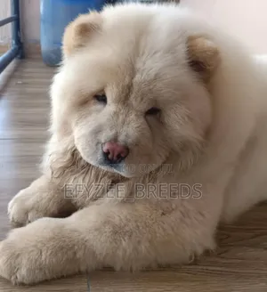 6-12 months Female Purebred Chow Chow