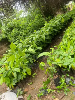Crin Tc-8 Hybrid Cocoa Seedling