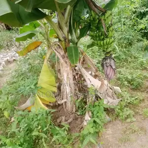 Fruits Seedlings to Plant at Home Garden, Farm (Edible Plants)