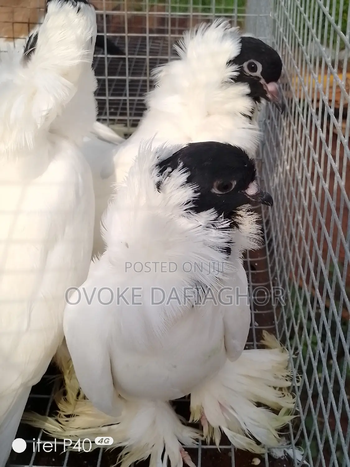 Exotic Mohead Pidgeons