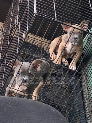 1-3 months Male Purebred American Bully