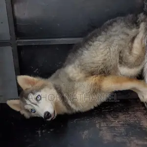 3-6 months Male Purebred Siberian Husky