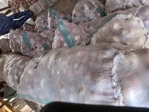Chad Onions in Bags Only