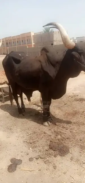 Premium Cows for Sale!