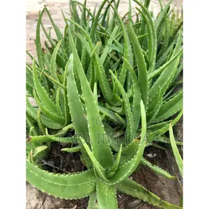 Matured Organic Aloe Vera Plant