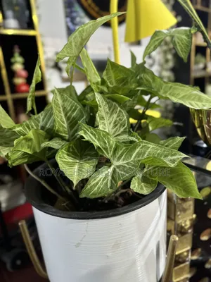 Potted Golden Pothos Plant
