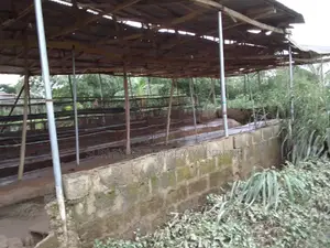 10,000 Acres of Land With Cassava , Plantain , and Poultry Farm