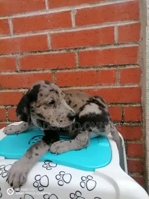 1-3 months Female Purebred Great Dane