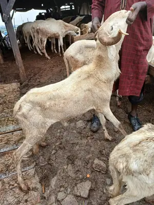 Healthy Rams