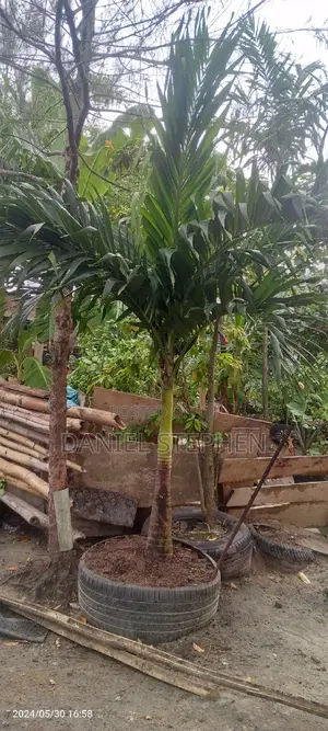 Queens Palm for Sell