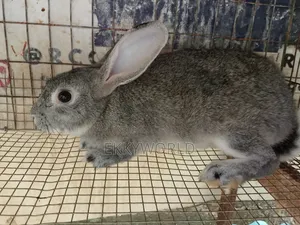 High Quality Rabbits for Sale