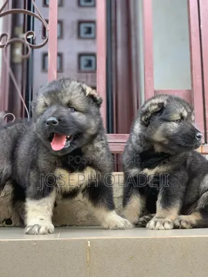 1-3 months Male Purebred Caucasian Shepherd