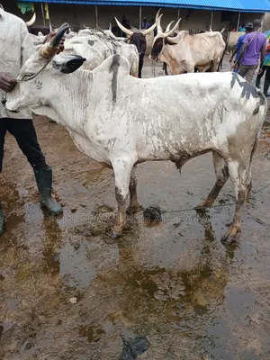 Fleshy and Healthy Cows