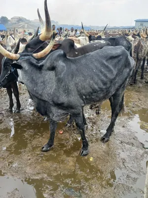 Very Big Cows