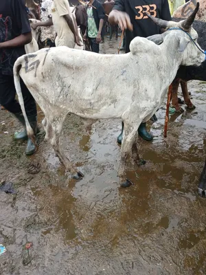 Big, Healthy and Fleshy Cows