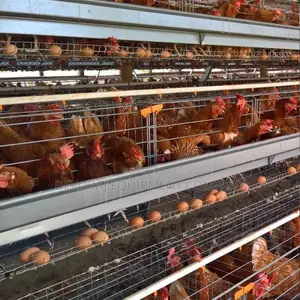96birds High-quality Layer Cages For 500-40,000 Chickens