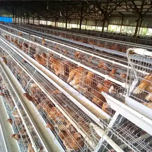 Durable 96 Layer Battery Cages For 500-40,000 Chickens