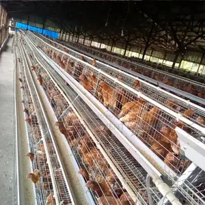 Galvanized 96 Layer Cages For High-density Poultry Farming