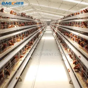 Durable Imported 96 Layer Cages For 500-40,000 Chickens