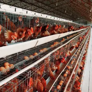 High-density 96 Layer Cages For Efficient Egg Production