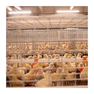 120 A Type Foreign Broiler Cage For 500-40,000 Broiler