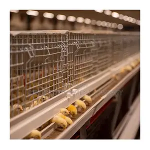 Imported Broiler Cages For Chicken Fast Growth 500-40,000