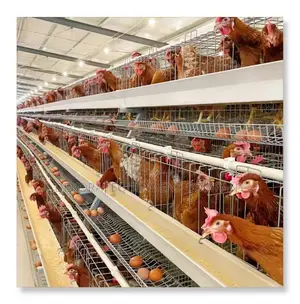 Imported Layer Battery Cages For 96 Layer:500-40,000 Chicken