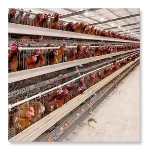 High-density 120 Layer Cages For 500-40,000 Chickens