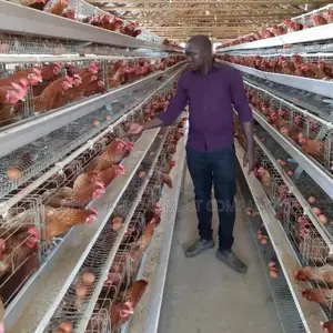 Imported Layer Cages For Poultry Farming:500-40,000 Chickens