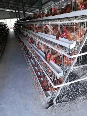 A Type Galvanized Steel Layer Cages For 500-40,000 Chickens”