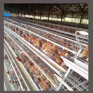 "Efficient Layer Cages 4 Egg Production:500-40,000