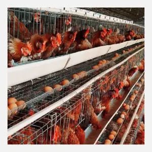 Imported Layer Battery Cage Maximize Egg Production 500bird