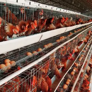 Efficient Layer Cages: 500-40,000 Chicken For Egg Production