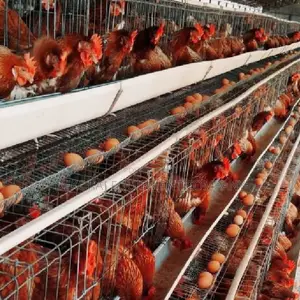 Galvanized Steel Poultry Cages For 500-40,000 Chickens