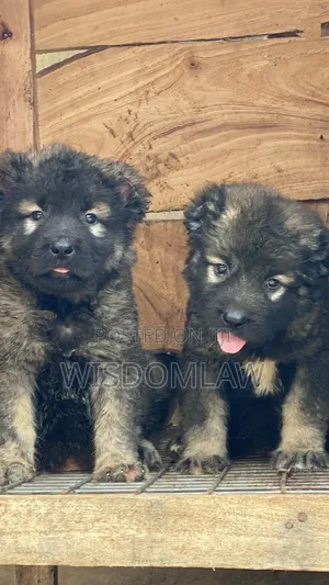 1-3 months Male Purebred Caucasian Shepherd