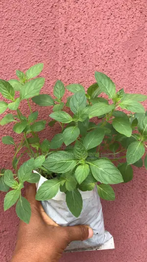 Menthol Seedling
