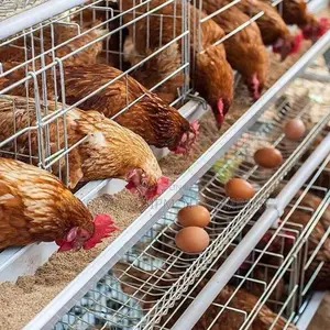 96 Birds Imported Layer Cages For Chickens Egg Production